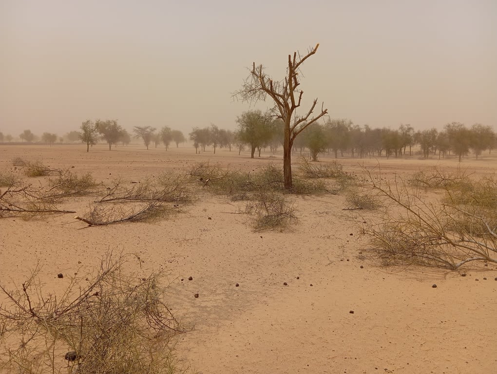 sécheresse Sénégal